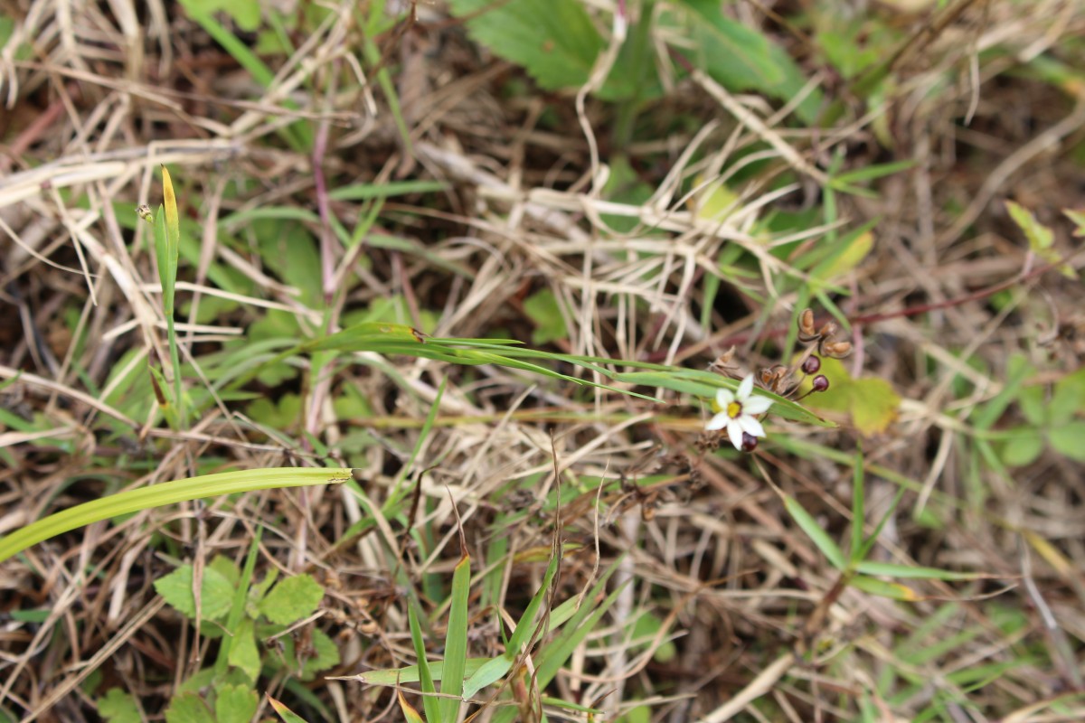 Sisyrinchium micranthum Cav.